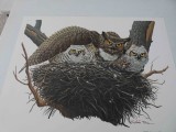 Great Horned Owl Print