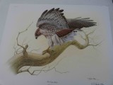 Red Tailed Hawk Print