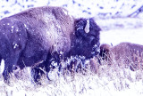 buffalo2_4889.jpg