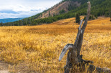 Yellowstone_0599.jpg