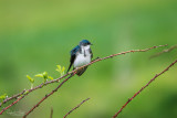 Tree swallow