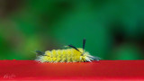 Sycamore moth caterpillar