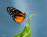 Insects and Spiders!