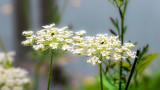 Queen Annes Lace