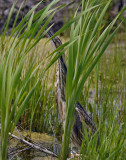 BUTOR DAMERIQUE  / AMERICAN BITTERN