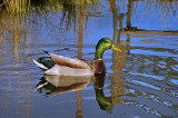 MALLARD / CANARD COLVERT 