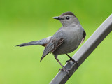 PASSEREAUX (grand) / Song Birds