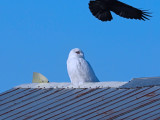 SNOWY OWL / Harfang des neiges