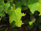 Megachile / Abeilles dcoupeuses (Leafcutter bees)