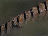 Grenouille Léopard