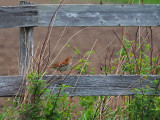  Moqueur roux / Brown thrasher 