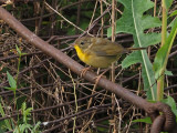 Paruline masque (F) / Common Yellowthroat