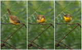 Paruline masque (F) / Common Yellowthroat