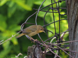 Common Yellowthroat / Paruline masque (F)