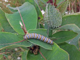 Monarque
