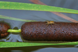 Dolomedes triton / Six-spotted Fishing Spider