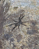 Dolomde Tenebrosus (Femelle) / Dark Fishing Spider (Female)