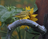 Paruline jaune (Immature)