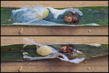 Araignées / Spiders