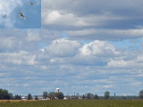 Hirondelles / Swallows
