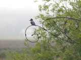 OISEAUX DE L'ÉTANG ET DU SOUS-BOIS