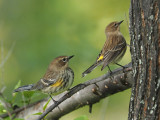 PARULINE / WARBLER