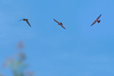 RAPACES / RAPTORS