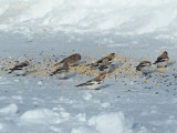 PLECTROPHANE DES NEIGES et un jeune LAPON