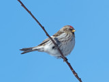 Sizerin flamm / Common redpoll
