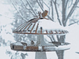 Cardinal / Sizerin / Bruant H. / Moineau