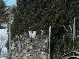 ... Mais quelques instants aprs VOOMM! Un moineau de moins!