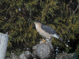 Coopers Hawk / pervier de Cooper 