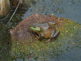 BigBossBullFrog