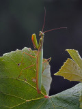 MANTE RELIGIEUSE / PRAYING MANTIS