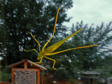 La Scuddrie  ailes oblongues