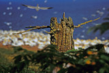 Northern gannet / UN CINGL PARMI LES FOUS (Fou de bassan / le Bonaventure)
