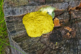 Fuligo septica / Fleur de tan  / Slime mould 