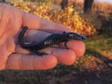 Salamandre à points bleus (Ambystoma laterale-texanum) 2 / Nov / 2021 à L'Éco-Lot