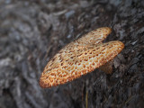 Valentines mushroom! / Champignon Valentin!