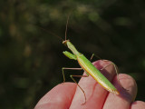 MANTE RELIGIEUSE Mantis religiosa