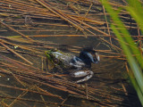 La GRENOUILLE VERTE pas toujours verte