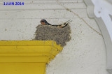 HIRONDELLE RUSTIQUE / BARN SWALLOW