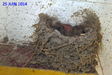 HIRONDELLE RUSTIQUE / BARN SWALLOW