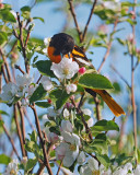ORIOLE DE BALTIMORE / Oriole du Nord /  Northern Oriole