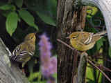 Paruline raye