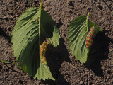 Leaf curl aphids / Eriosoma americanum / Pucerons lanigres de lorme