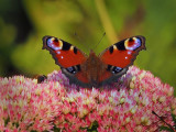 Papillons / Butterflys