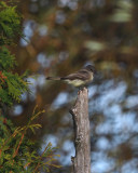 Eastern phoebe / Moucherolle Phbi