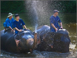 Elephant Water Fight
