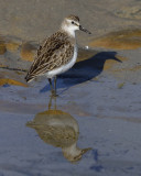 Sand Piper